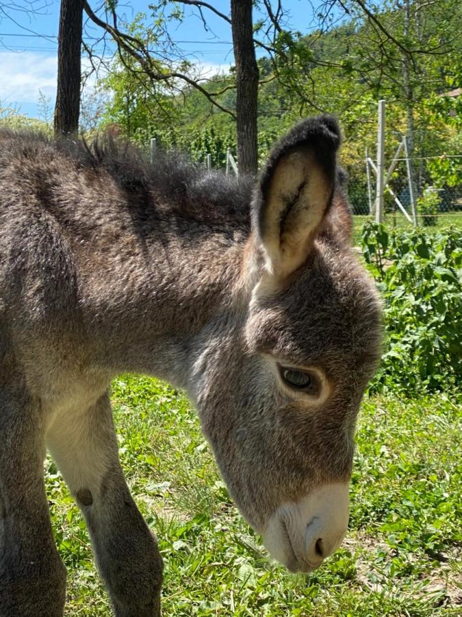 Locanda Del Molino Vecchio Magliano Alfieri Eksteriør billede